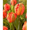 Tulipan Flower Power - 5 szt.