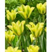 Tulipan Formosa - 5 szt.