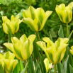 Tulipan Formosa - 5 szt.