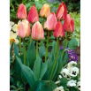 Tulipan Gudoshnik - 5 szt.