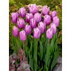 Tulipan Holland Beauty - duża paczka! - 50 szt.