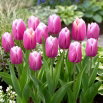 Tulipan Holland Beauty - GIGA paczka! - 250 szt.