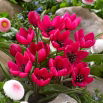 Tulipan Violacea Black Base - 5 szt.