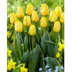 Tulipan Jaap Groot - 5 szt.