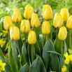 Tulipan Jaap Groot - 5 szt.