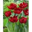 Tulipan Maywood - 5 szt.