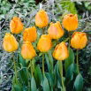 Tulipan Orange Lion - 5 szt.