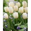 Tulipan Pays Bas - 5 szt.