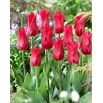 Tulipan Pieter De Leur - 5 szt.
