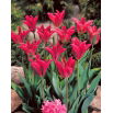 Tulipan Pimpernel - 5 szt.