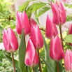 Tulipan Pink Surprise - 5 szt.