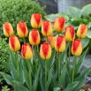 Tulipan Prins Claus - 5 szt.