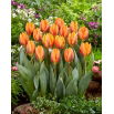 Tulipan Prinses Irene - 5 szt.