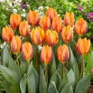 Tulipan Prinses Irene - 5 szt.