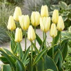 Tulipan Purissima Design - duża paczka! - 50 szt.