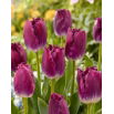 Tulipan Purple Crystal - duża paczka! - 50 szt.