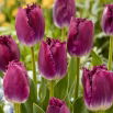 Tulipan Purple Crystal - duża paczka! - 50 szt.