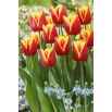 Tulipan Reputation - 5 szt