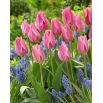 Tulipan Albert Heijn - 5 szt.