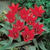Tulipan Ali Baba - 5 szt.