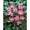 Tulipan Aucheriana - GIGA paczka! - 250 szt. 