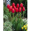 Tulipan Avignon - duża paczka! - 50 szt.