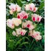 Tulipan Candy Club - 5 szt.