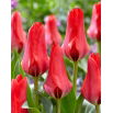 Tulipan Soraya - 5 szt.