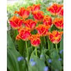 Tulipan Real Time - 5 szt.