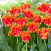 Tulipan Real Time - 5 szt.