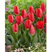 Tulipan Red Purissima - 5 szt.