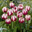 Tulipan Rems Favourite - GIGA paczka! - 250 szt.
