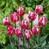 Tulipan Rems Sensation - GIGA paczka! - 250 szt.