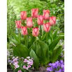 Tulipan Pink Sound - 5 szt.