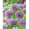 Czosnek turkiestański - Allium Stipitatum - duża paczka! - 10 szt.