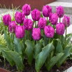 Tulipan papuzi fioletowy - Parrot purple - GIGA paczka! - 250 szt.