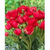 Tulipan Estatic - 5 szt.