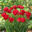 Tulipan Estatic - 5 szt.