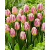 Tulipan Happy Feet - GIGA paczka! - 250 szt.