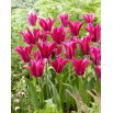 Tulipan Purple Doll - duża paczka! - 50 szt.