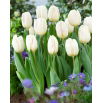 Tulipan White Flag - 5 szt.