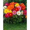 Dalia - Mignon mix