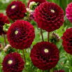 Dalia - Babette