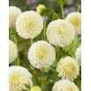 Dalia - Snowflake