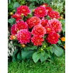 Dalia - Berliner Kleene
