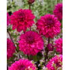 Dalia - Cornwall Island