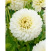 Dalia - Myama Fubuki