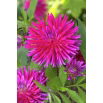 Dalia - Purple Gem