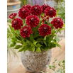 Dalia - Red Rock