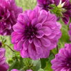 Dalia - Blue Bell